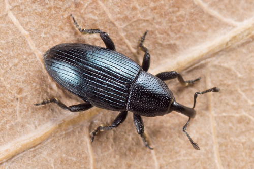 Representative image of Aulacobaris