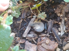 Hohenbuehelia petaloides