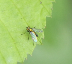 Condylostylus caudatus