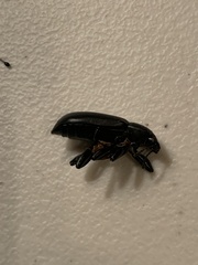 Alobates pensylvanicus