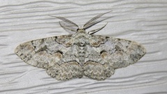 Iridopsis defectaria