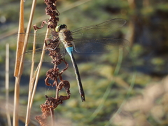 Anax parthenope