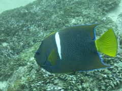 Holacanthus passer