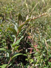 Chamaedaphne calyculata