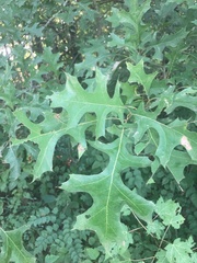 Quercus palustris