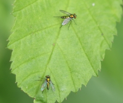 Condylostylus caudatus
