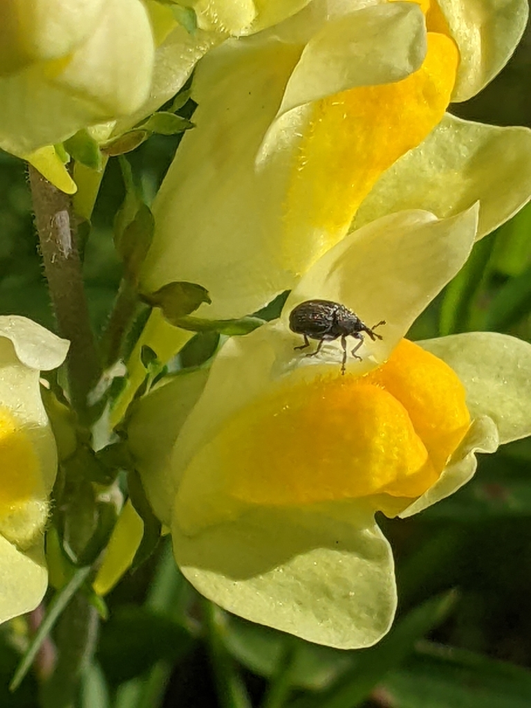 Toadflax Seed Capsule Weevil · BioDiversity4All