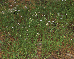 Symphyotrichum ascendens