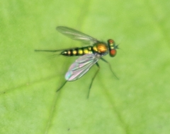 Condylostylus caudatus