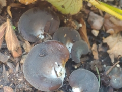 Hohenbuehelia petaloides