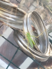 Meconema thalassinum