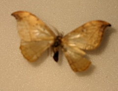 Drepana arcuata