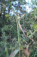 Phragmites australis americanus