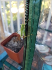 Meconema thalassinum