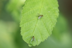 Condylostylus caudatus