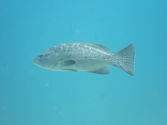 Mycteroperca rosacea