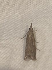 Agriphila geniculea