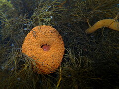 Phlyctenactis tuberculosa