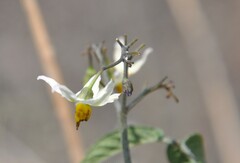 Solanum cardiophyllum