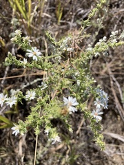 Symphyotrichum ericoides ericoides