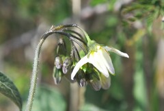 Solanum cardiophyllum
