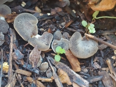 Hohenbuehelia petaloides