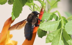Xylocopa californica arizonensis
