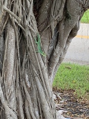 Anolis equestris