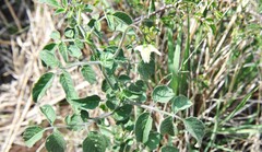 Solanum cardiophyllum