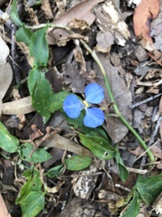 Commelina cyanea