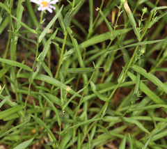 Symphyotrichum ascendens
