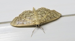 Herpetogramma pertextalis