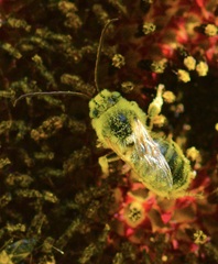 Anthophila