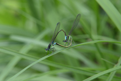 Ischnura