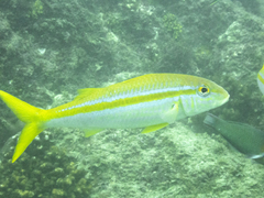 Mulloidichthys dentatus