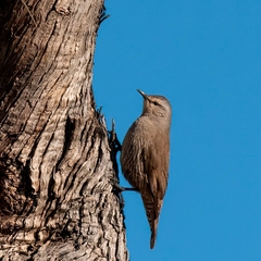 Climacteris picumnus
