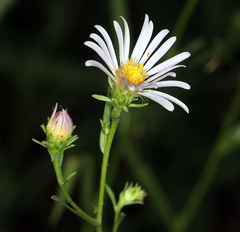 Symphyotrichum ascendens