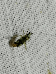 Phytocoris tiliae
