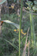 Phragmites australis americanus
