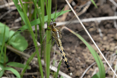 Orthetrum albistylum