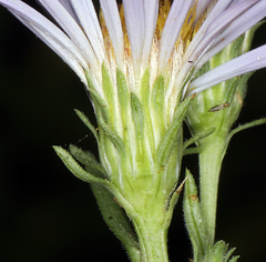 Symphyotrichum ascendens