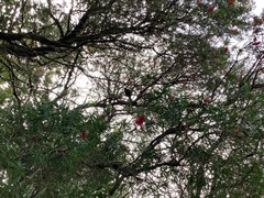 Prosthemadera novaeseelandiae