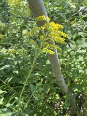 Solidago