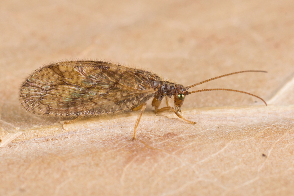 Micromus angulatus