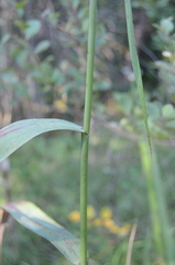 Phragmites australis americanus