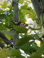 Papilio multicaudata