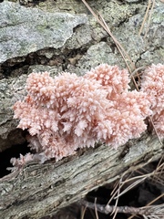 Hericium americanum