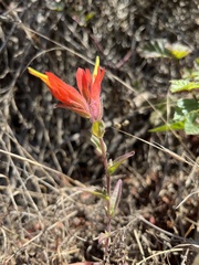 Castilleja subinclusa