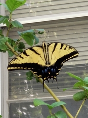 Papilio multicaudata