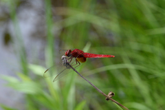 Crocothemis servilia mariannae